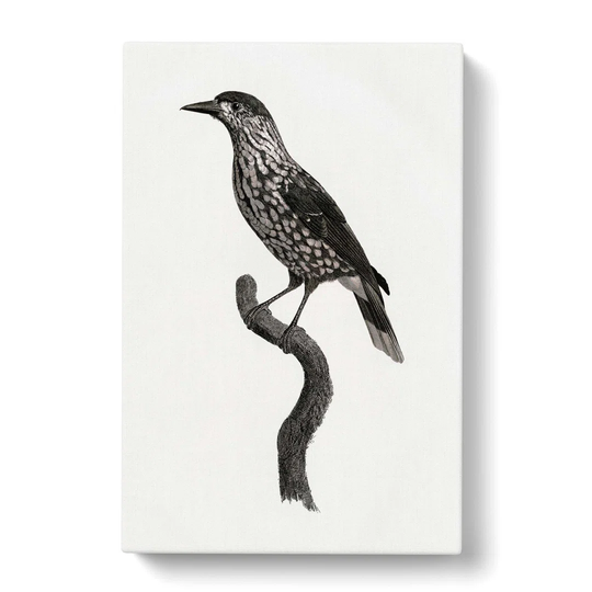 Nutcracker Bird by Jacques Barraband - Wrapped Canvas Painting Print