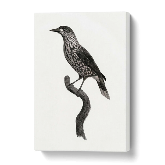 'Nutcracker Bird' by Jacques Barraband - Wrapped Canvas Painting Print