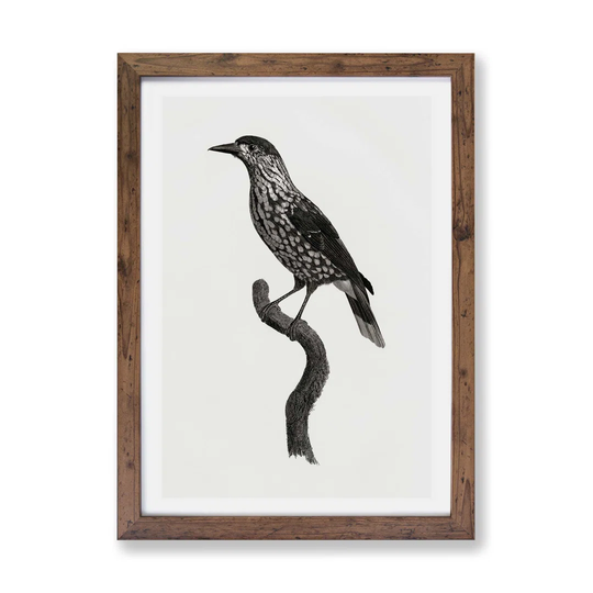 'Nutcracker Bird' by Jacques Barraband - Picture Frame Painting Print on Paper