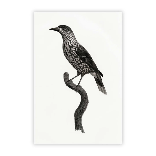 'Nutcracker Bird' by Jacques Barraband - Unframed Painting Print on Paper