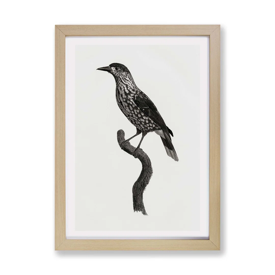 'Nutcracker Bird' by Jacques Barraband - Picture Frame Painting Print on Paper